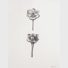 Nancy Blum - Untitled, from 36 Flowers